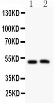 Aquaporin 0 Antibody in Western Blot (WB)