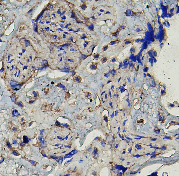 MMP16 Antibody in Immunohistochemistry (Frozen) (IHC (F))