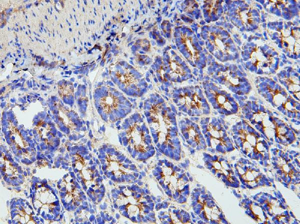 MMP16 Antibody in Immunohistochemistry (Frozen) (IHC (F))