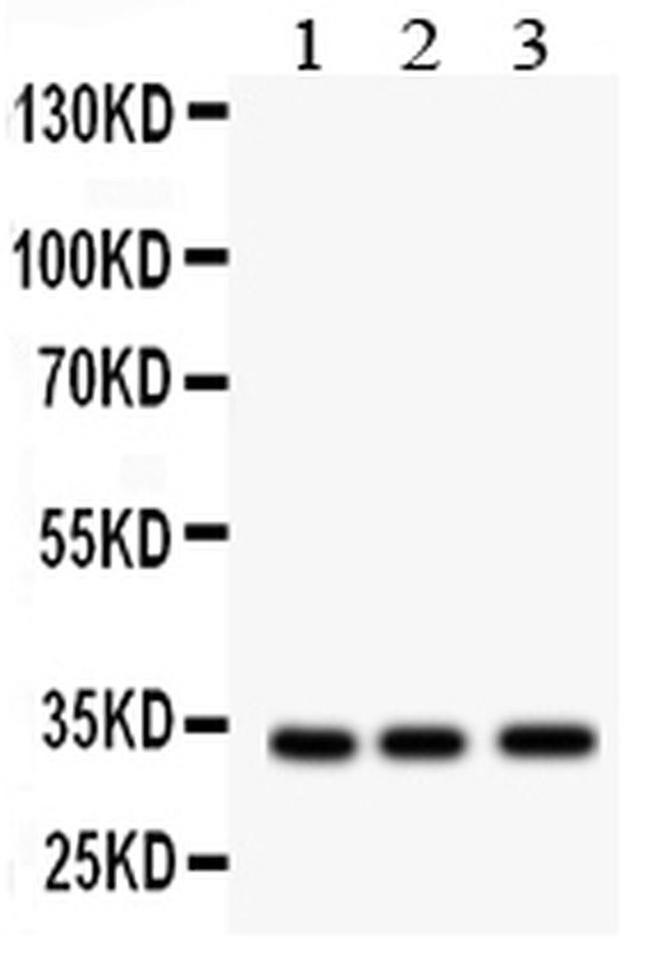 MPG Antibody in Western Blot (WB)