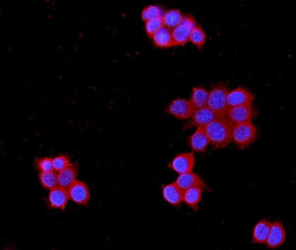 MPP1 Antibody in Immunocytochemistry (ICC/IF)