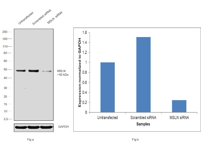 Mesothelin Antibody