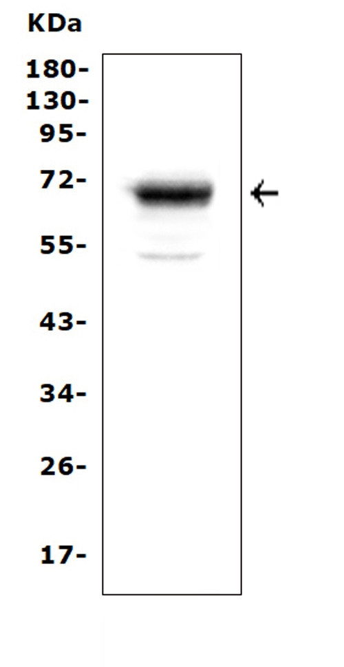 Mesothelin Antibody in Western Blot (WB)