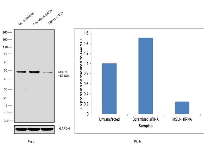 Mesothelin Antibody in Western Blot (WB)