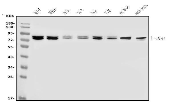 MTA1 Antibody in Western Blot (WB)