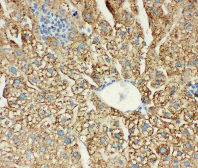 MTCO1 Antibody in Immunohistochemistry (Paraffin) (IHC (P))