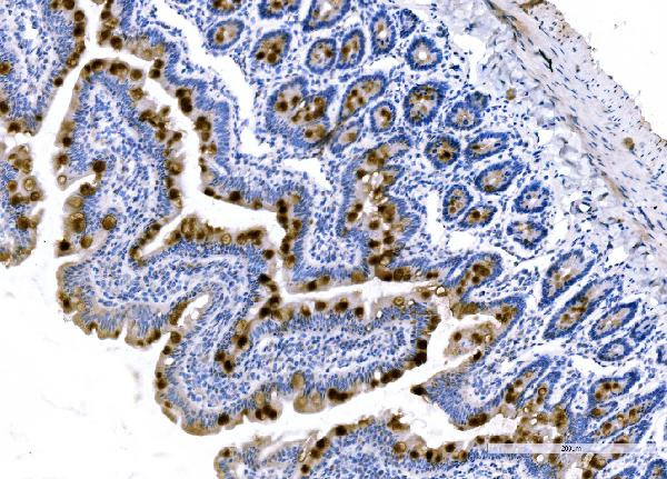 MUC2 Antibody in Immunohistochemistry (Paraffin) (IHC (P))