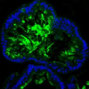 MUC2 Antibody in Immunohistochemistry (Paraffin) (IHC (P))