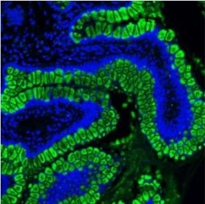 MUC2 Antibody in Immunohistochemistry (Paraffin) (IHC (P))