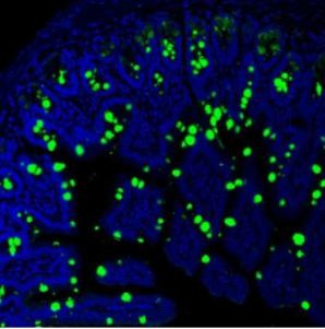 MUC2 Antibody in Immunohistochemistry (Paraffin) (IHC (P))