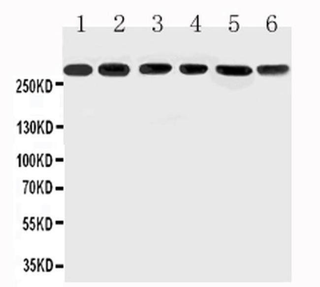 MUC5AC Antibody in Western Blot (WB)