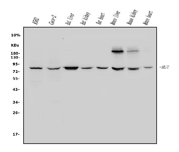 MUT Antibody in Western Blot (WB)