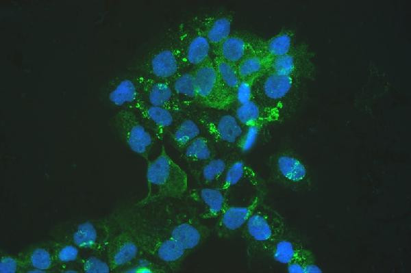 MVP Antibody in Immunocytochemistry (ICC/IF)