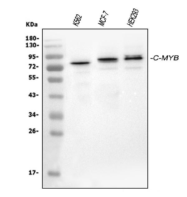 Myb Antibody in Western Blot (WB)