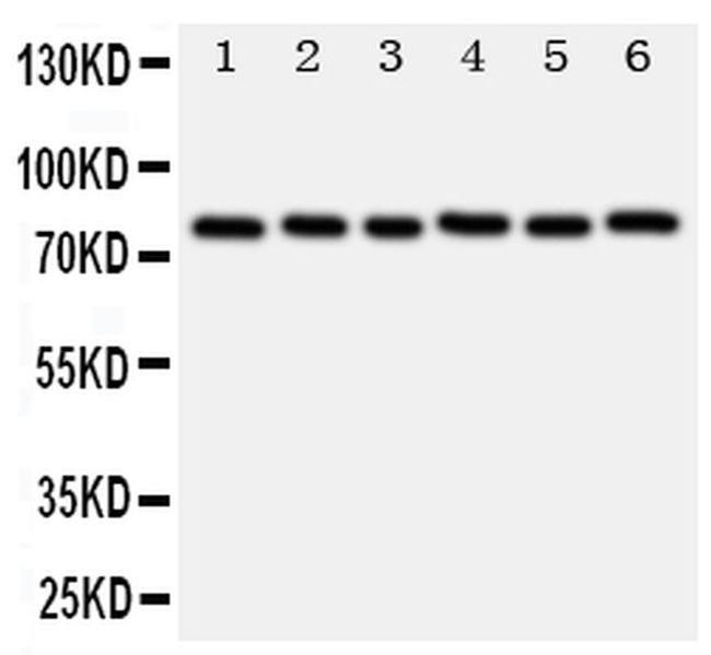 B-Myb Antibody in Western Blot (WB)