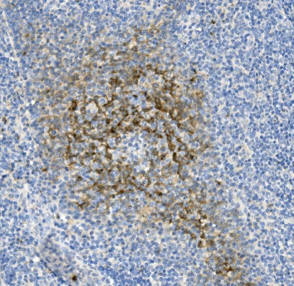 NKp46 (CD335) Antibody in Immunohistochemistry (Paraffin) (IHC (P))