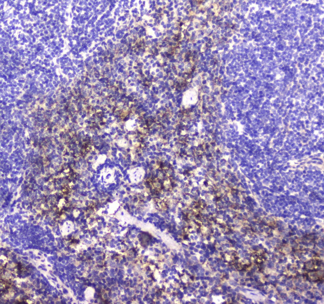 NKp46 (CD335) Antibody in Immunohistochemistry (Paraffin) (IHC (P))