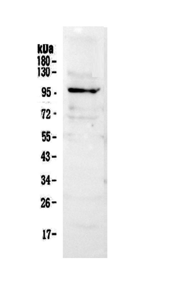 NFATC2 Antibody in Western Blot (WB)