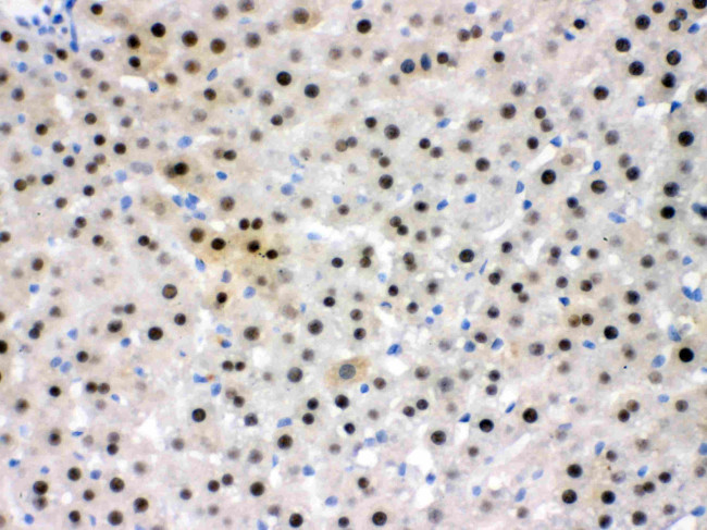 NFIA Antibody in Immunohistochemistry (Paraffin) (IHC (P))