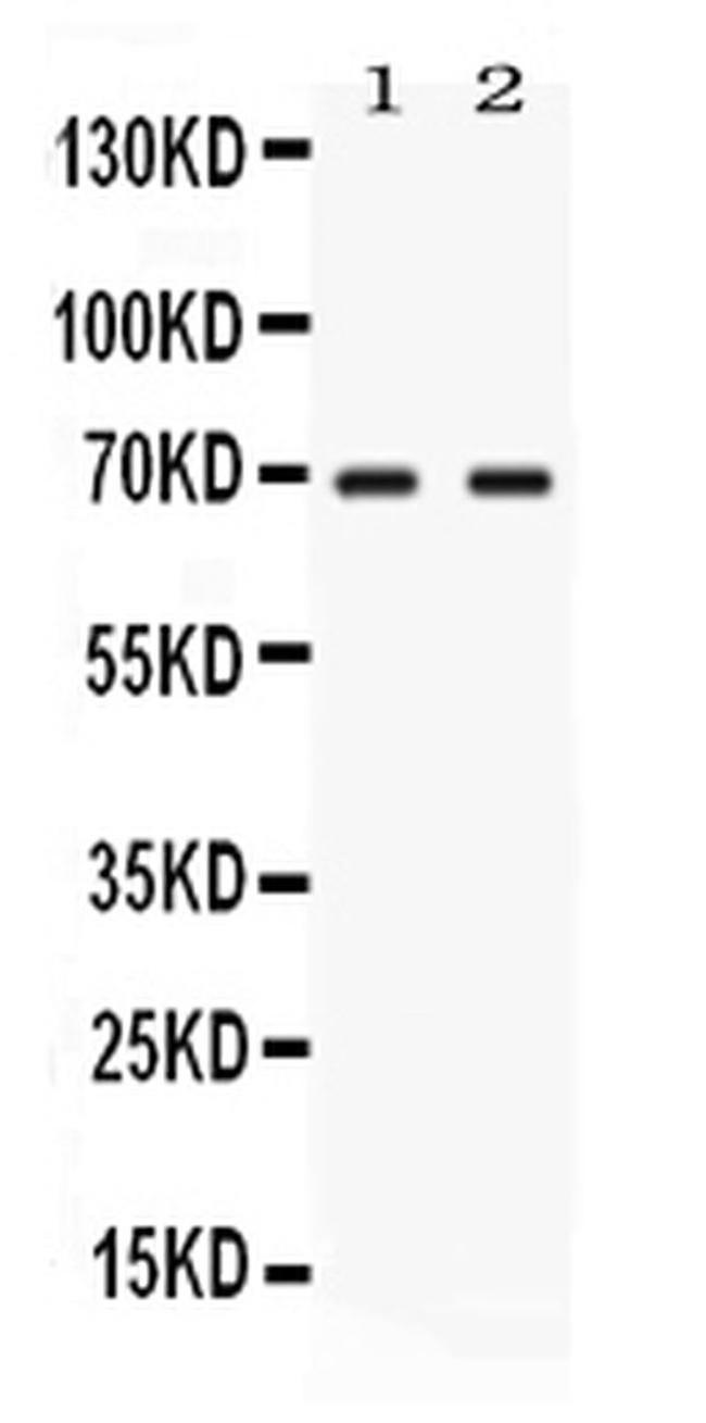 NFIA Antibody in Western Blot (WB)