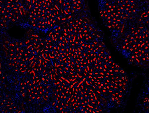 NLRP3 Antibody in Immunohistochemistry (Paraffin) (IHC (P))