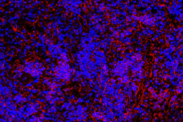 NLRP3 Antibody in Immunohistochemistry (Paraffin) (IHC (P))