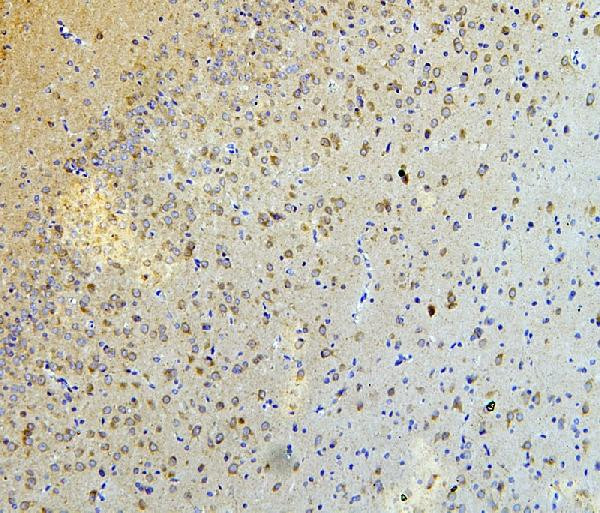 NLRP3 Antibody in Immunohistochemistry (Paraffin) (IHC (P))