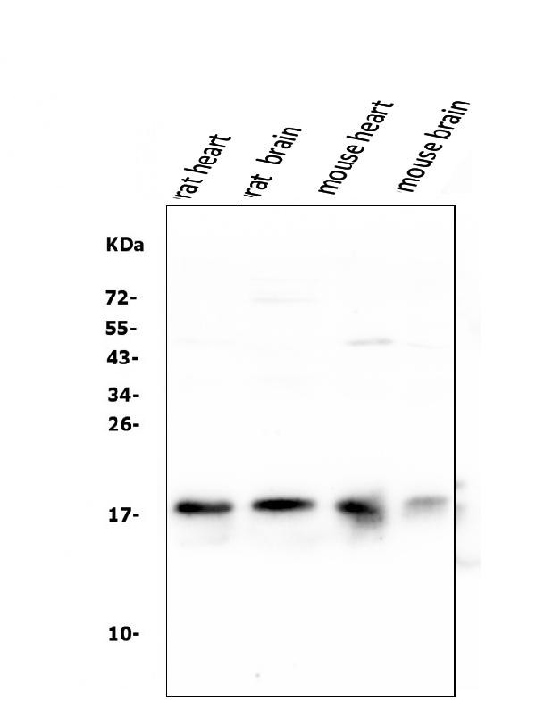 NME2 Antibody in Western Blot (WB)