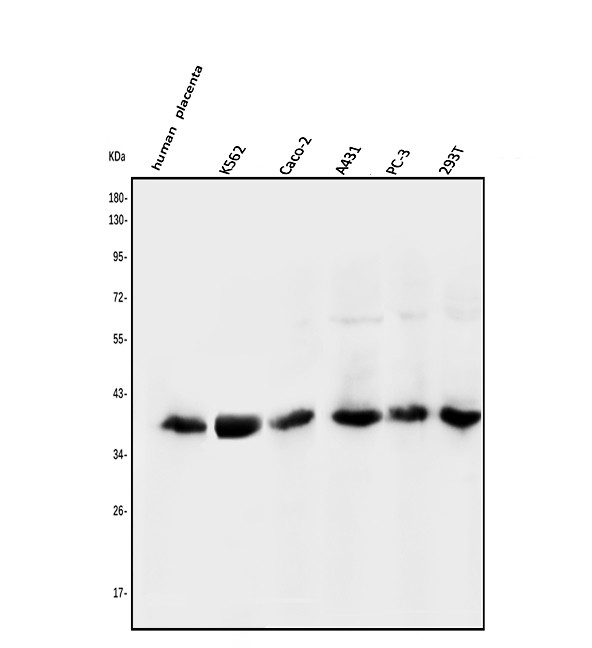 NMI Antibody in Western Blot (WB)