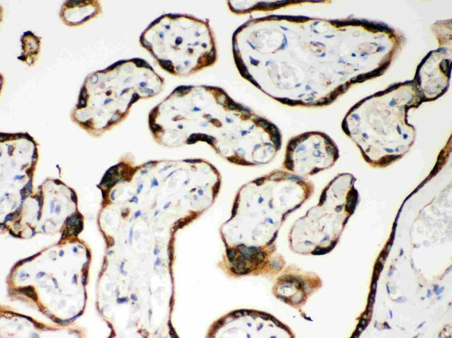 NOD1 Antibody in Immunohistochemistry (Paraffin) (IHC (P))