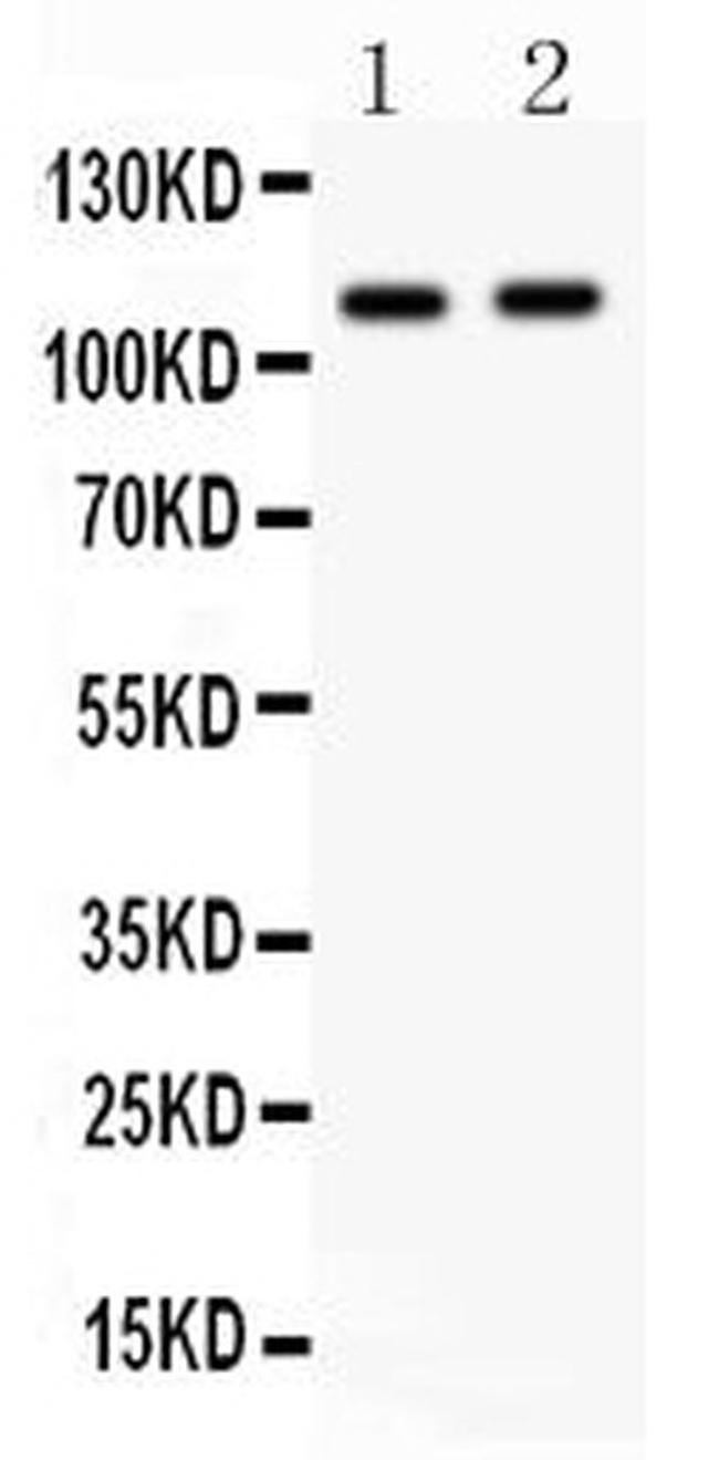 NOD1 Antibody in Western Blot (WB)