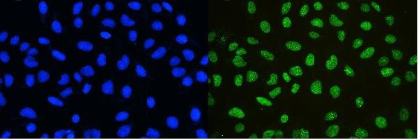 NONO Antibody in Immunocytochemistry (ICC/IF)