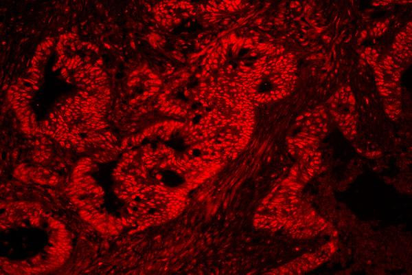 NONO Antibody in Immunohistochemistry (Paraffin) (IHC (P))