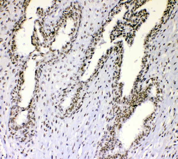 NONO Antibody in Immunohistochemistry (Paraffin) (IHC (P))