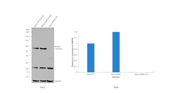 NONO Antibody in Western Blot (WB)