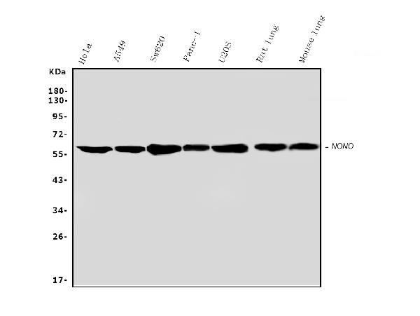 NONO Antibody in Western Blot (WB)