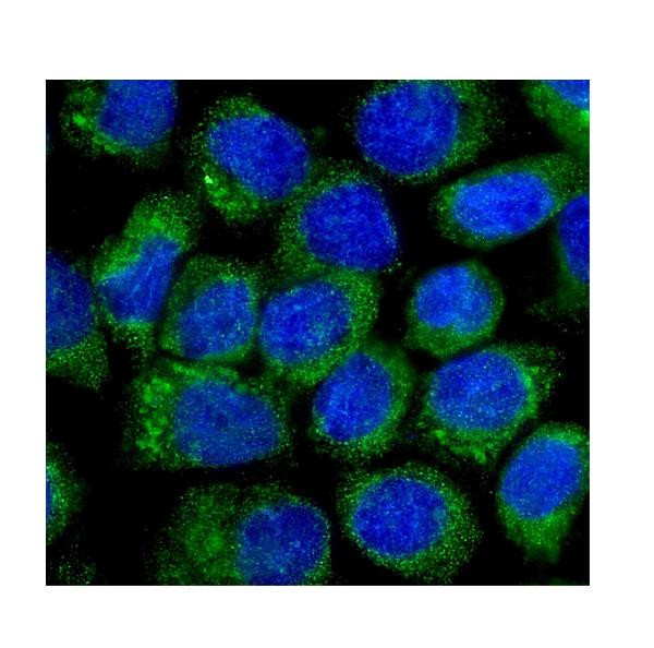 NOV Antibody in Immunocytochemistry (ICC/IF)