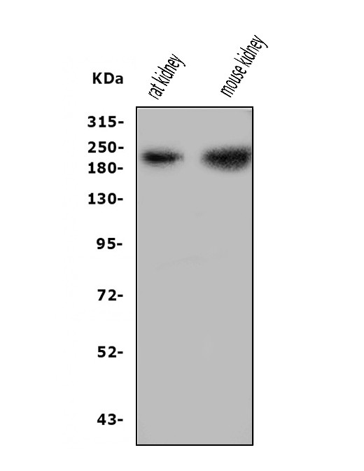 Nephrin Antibody in Western Blot (WB)