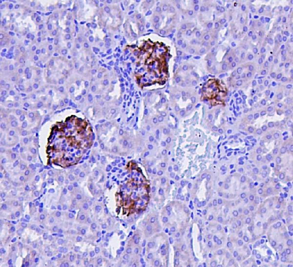 Podocin Antibody in Immunohistochemistry (Paraffin) (IHC (P))