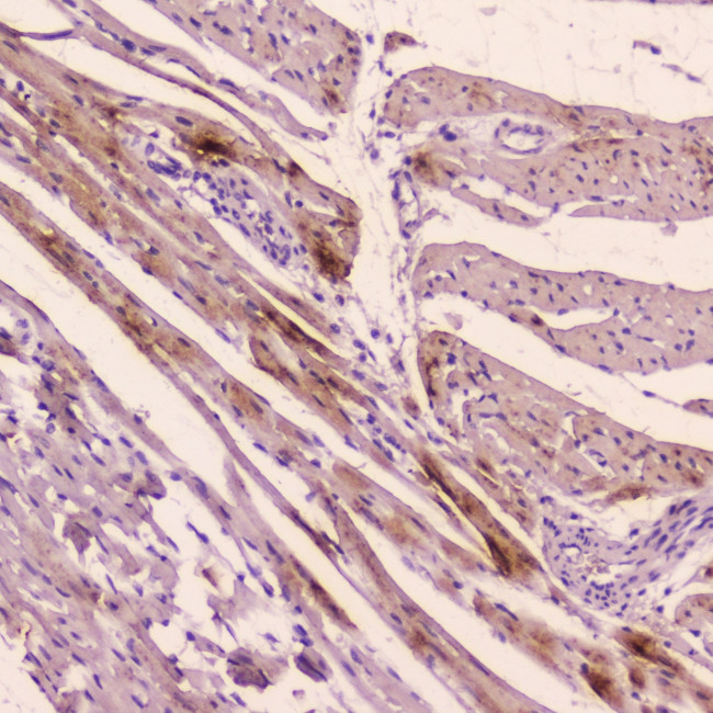 ANP Antibody in Immunohistochemistry (Paraffin) (IHC (P))