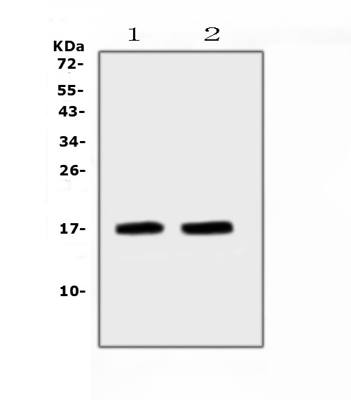 ANP Antibody in Western Blot (WB)