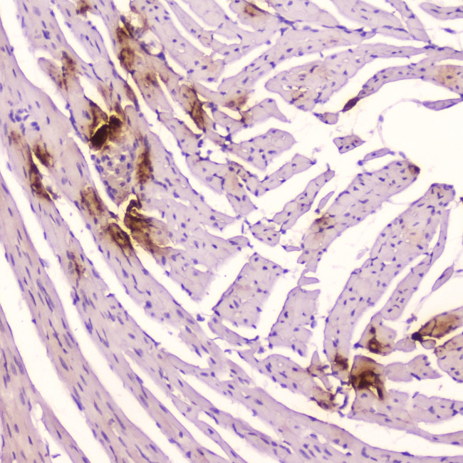 ANP Antibody in Immunohistochemistry (Paraffin) (IHC (P))