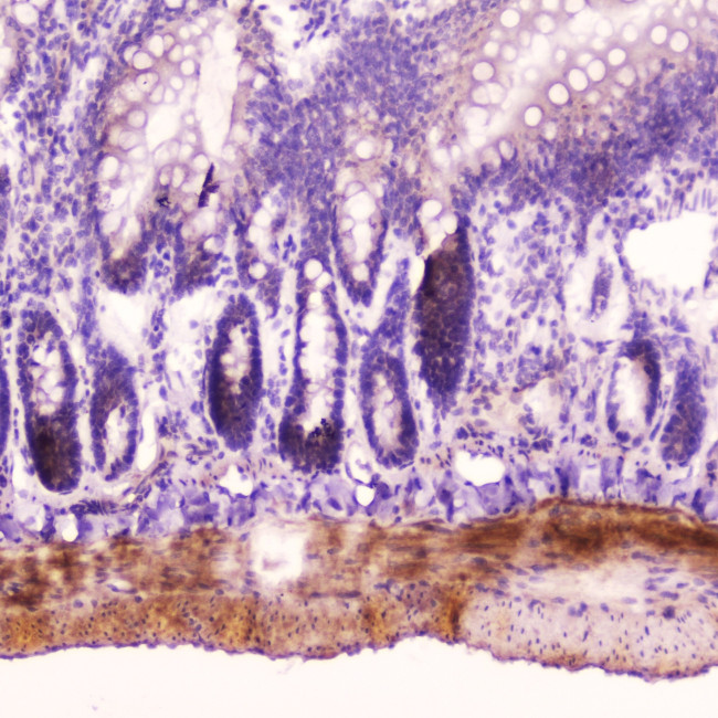 ANP Antibody in Immunohistochemistry (Paraffin) (IHC (P))