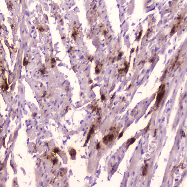 ANP Antibody in Immunohistochemistry (Paraffin) (IHC (P))