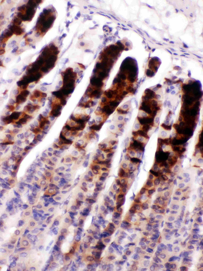 NUCB2 Antibody in Immunohistochemistry (Paraffin) (IHC (P))