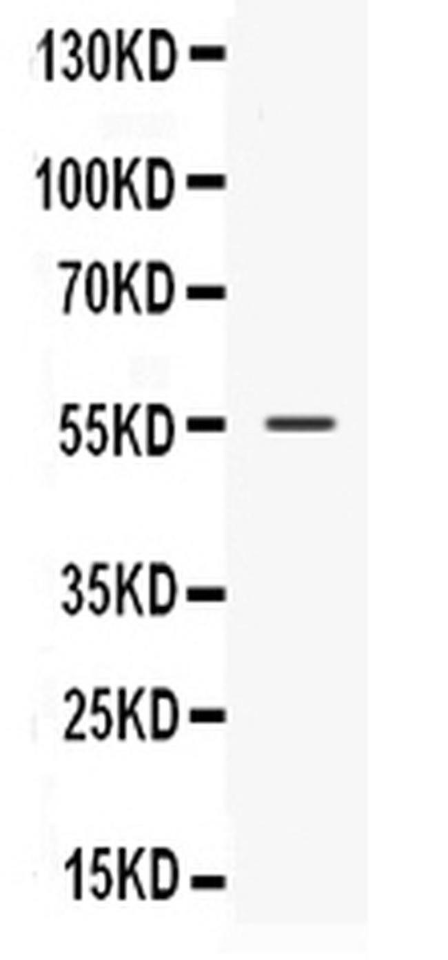 NUCB2 Antibody in Western Blot (WB)