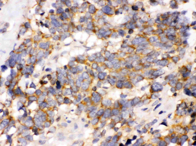 OPA1 Antibody in Immunohistochemistry (Paraffin) (IHC (P))