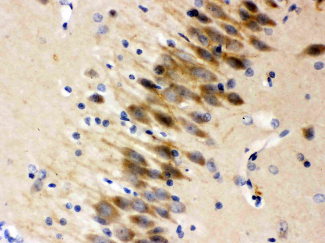 Otoferlin Antibody in Immunohistochemistry (Paraffin) (IHC (P))