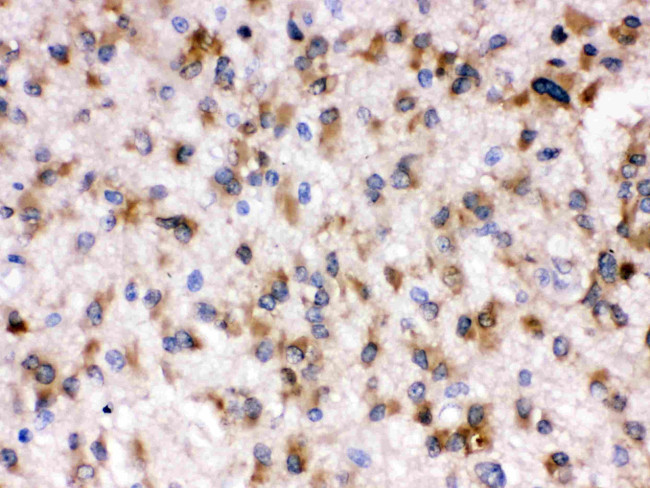 Otoferlin Antibody in Immunohistochemistry (Paraffin) (IHC (P))