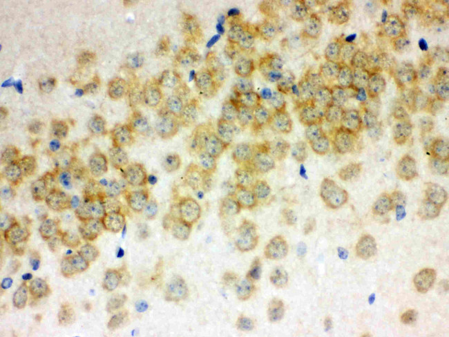 Otoferlin Antibody in Immunohistochemistry (Paraffin) (IHC (P))